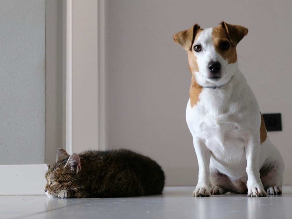 Un chat et un chien cohabitant paisiblement dans la même pièce