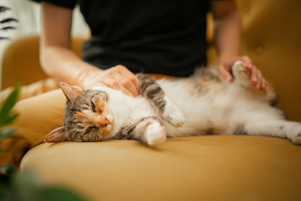 Chat détendu recevant des caresses lors d'une garde à domicile